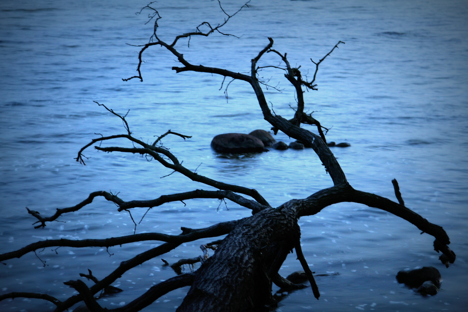 Umgestürzter Baum