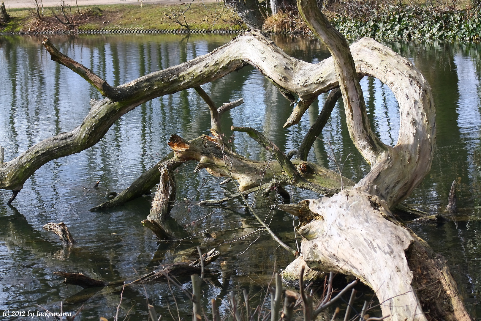 Umgestürzter Baum im Stadtteich in Gladbeck