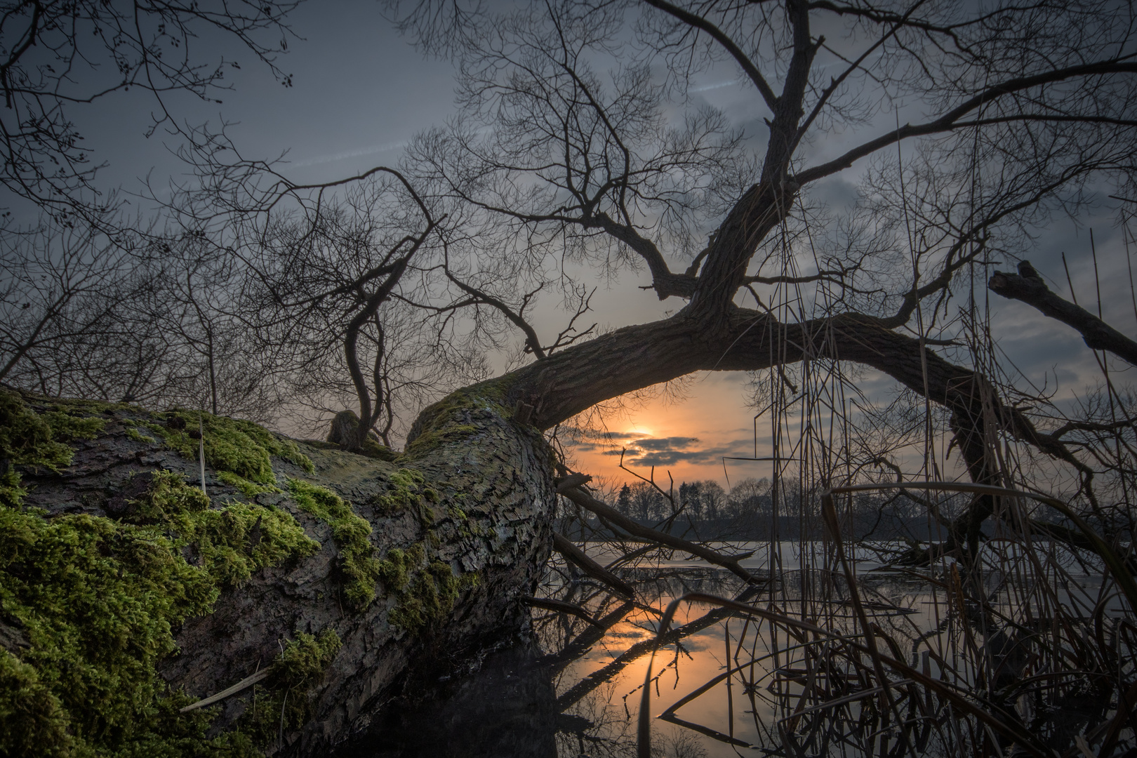 Umgestürzter Baum im warmen Abendlicht 