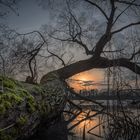 Umgestürzter Baum im warmen Abendlicht 