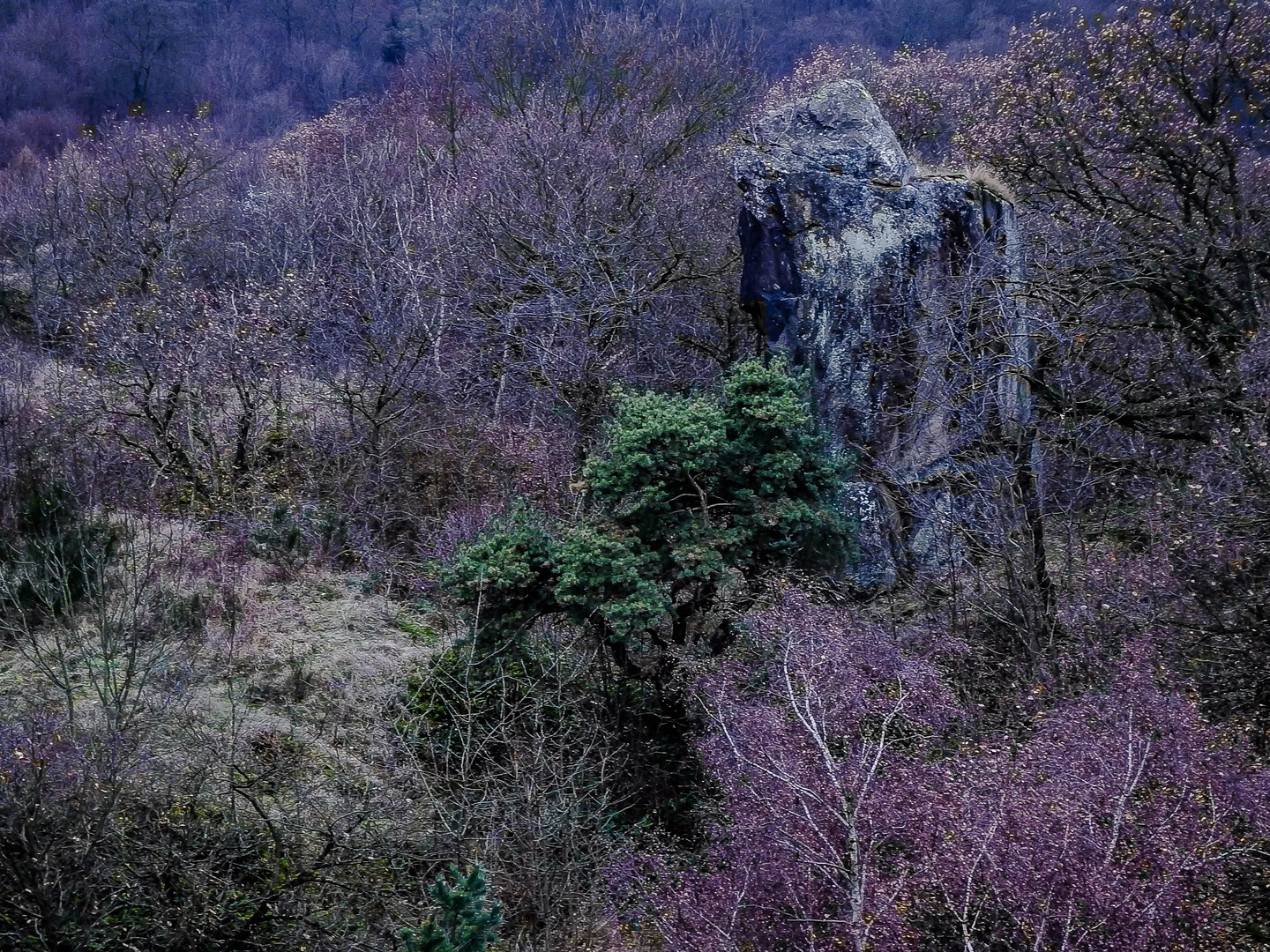 Umläufer am Stenzelberg (Siebengebirge)