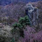 Umläufer am Stenzelberg (Siebengebirge)