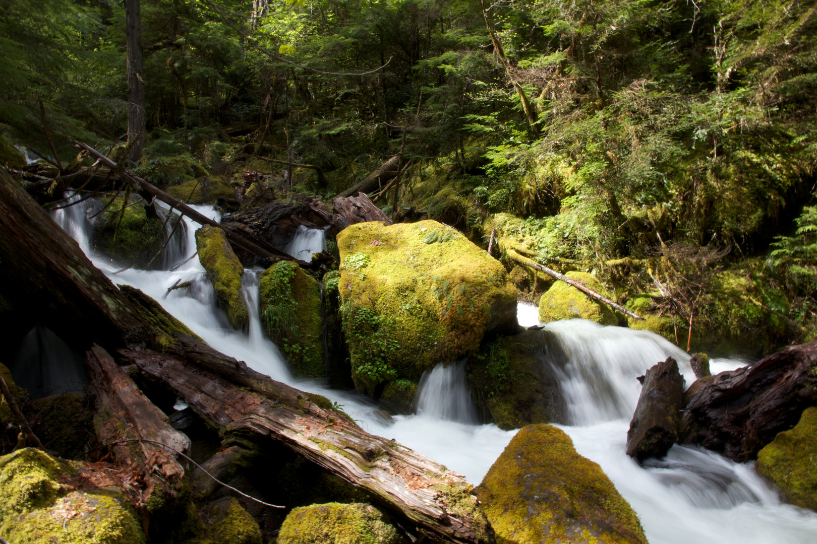 Umpqua National Forest