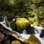 Umpqua National Forest