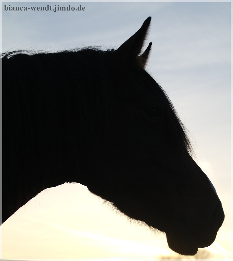 Umriss von meiner Stute in der Abendsonne