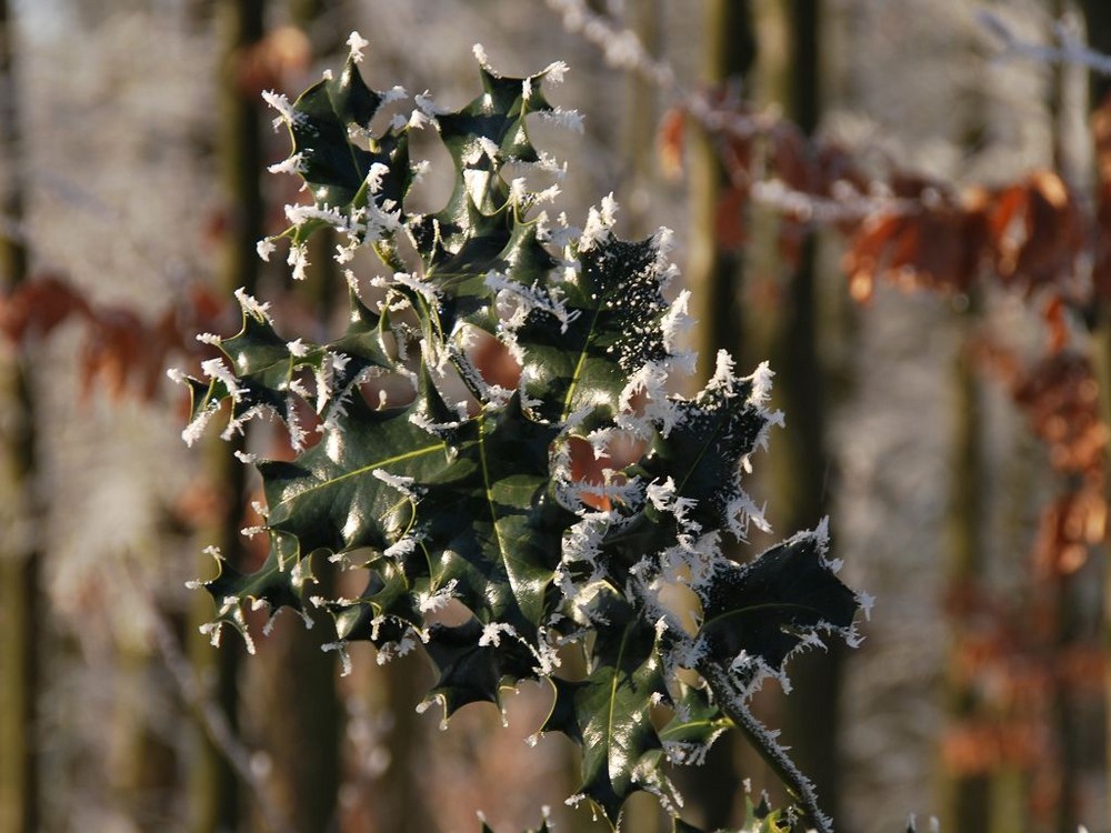 Umschlossen