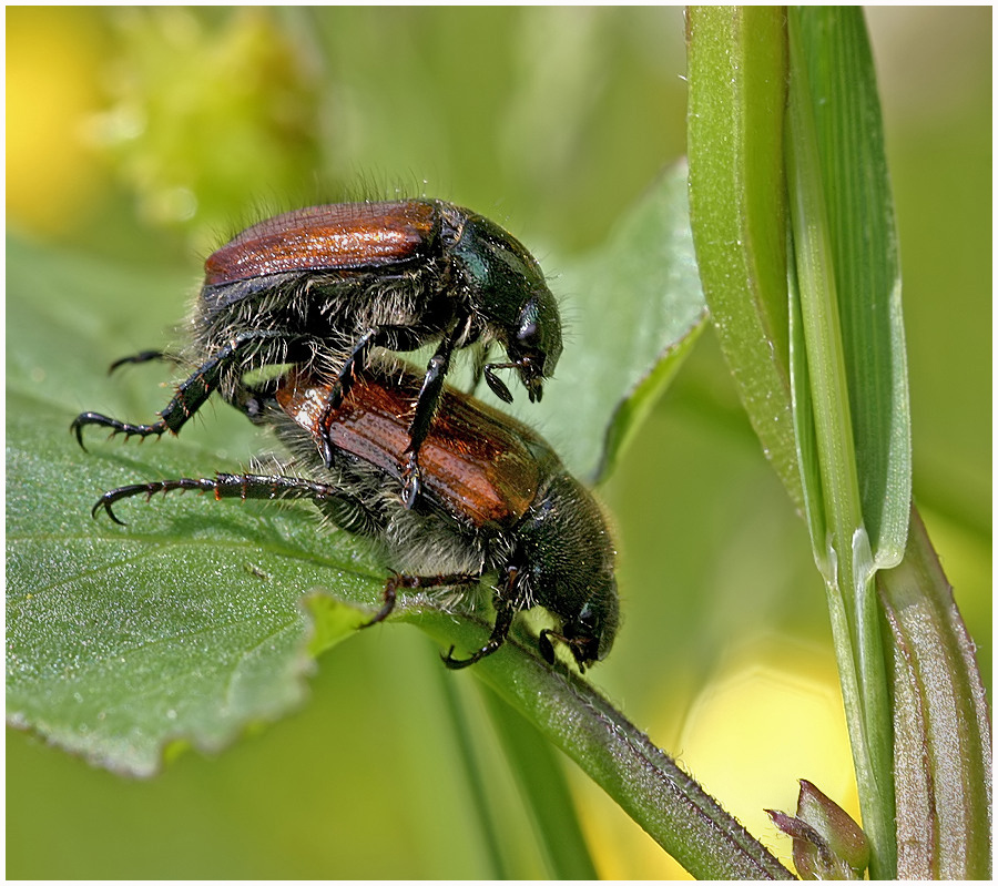 Umschlungene Flora und Fauna