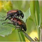 Umschlungene Flora und Fauna