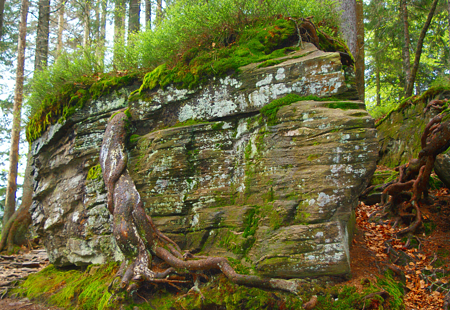 umschlungener Stein