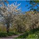 FRÜHLING NATUR