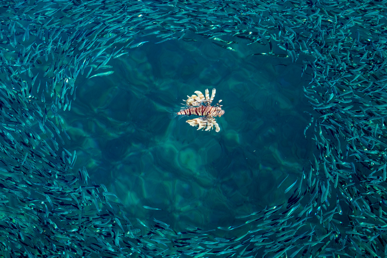 umschwärmter Feuerfisch in Sharm El Sheikh