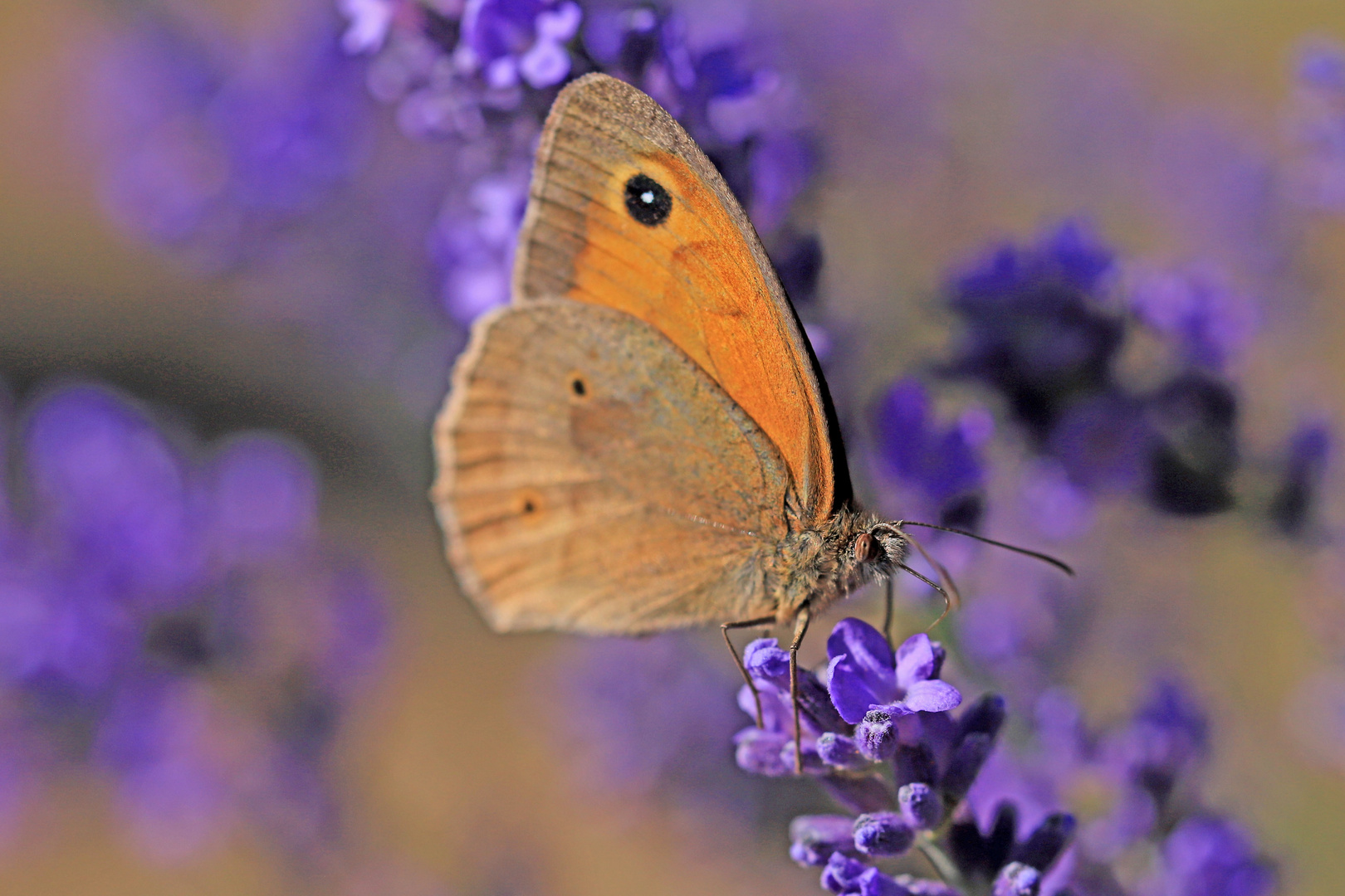 Umschwärmter Lavendel - Teil 2