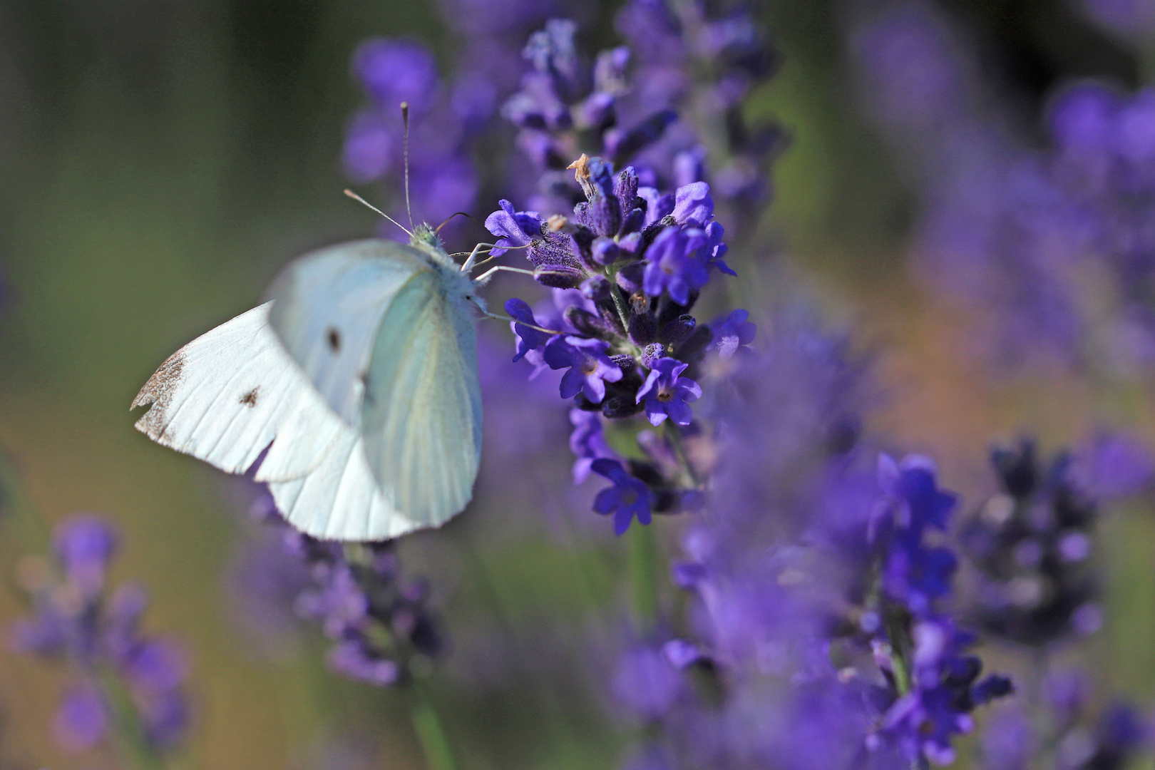 Umschwärmter Lavendel - Teil 3