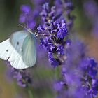 Umschwärmter Lavendel - Teil 3