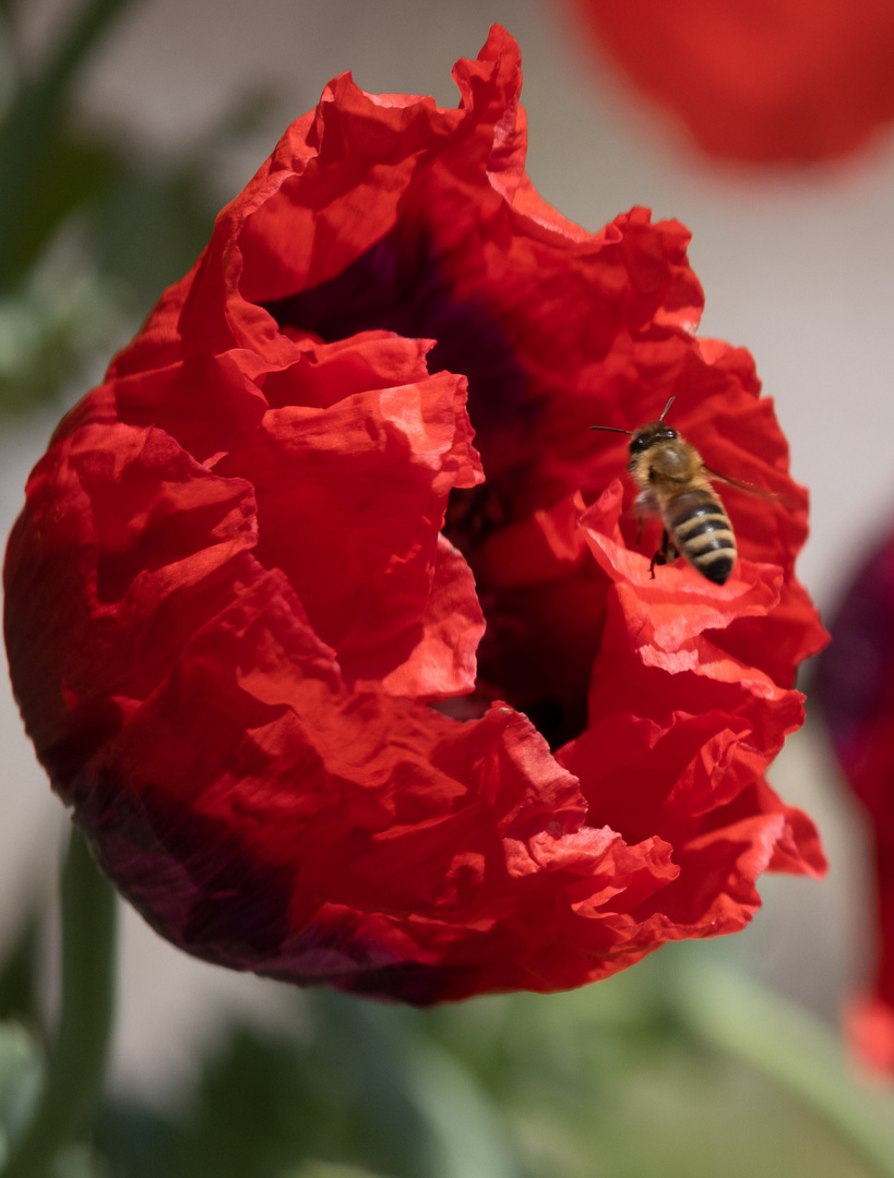 Umschwärmter Mohn...