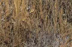 "Umsonst gehofft" - Seuftz