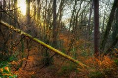 Umsturz im Wald