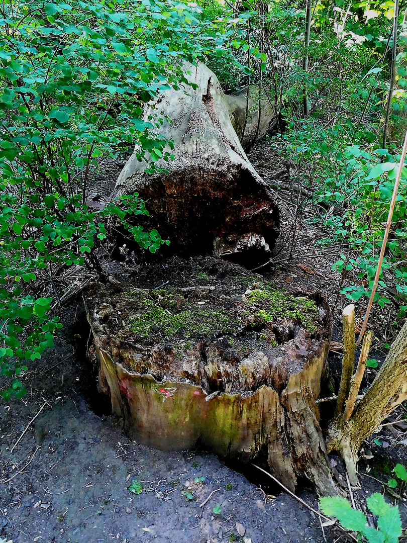 Umsturz im Wald