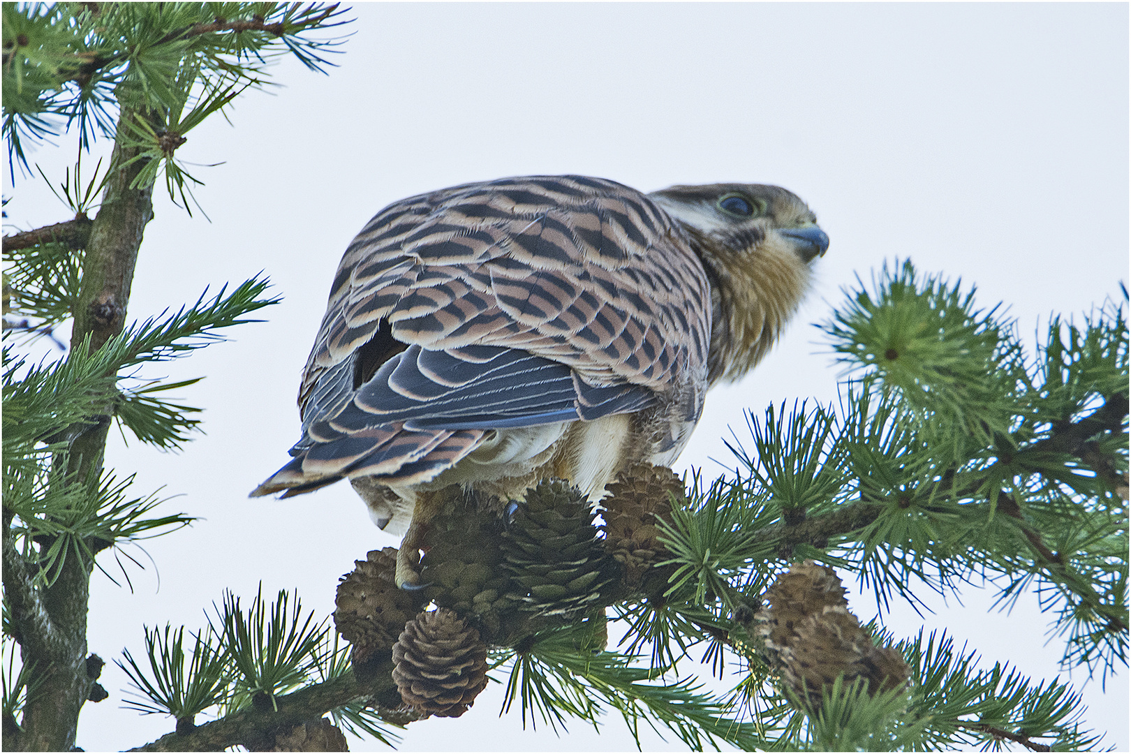 Umtriebig sind die Jungsfalken (4) . . .