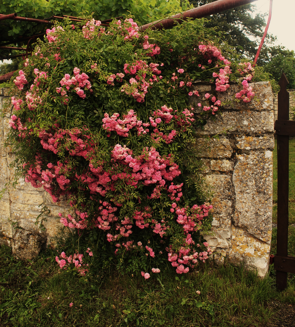 Umwachsen von vielen kleinen Rosen die alte Mauer aus Stein