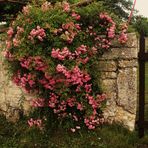 Umwachsen von vielen kleinen Rosen die alte Mauer aus Stein