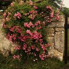 Umwachsen von vielen kleinen Rosen die alte Mauer aus Stein