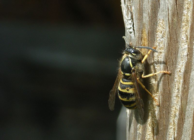 Umwandlung Gartenlaube in Wespennest - Teilprozess Fasersammlung