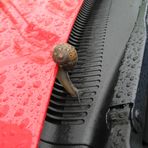 Umweg einer Schnecke über mein Auto........!