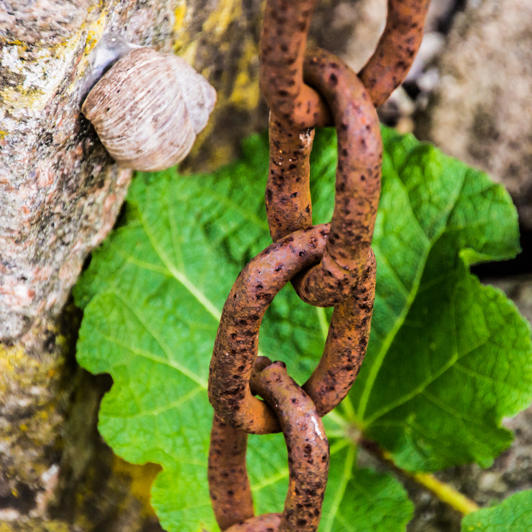 Umwelt einer Schnecke