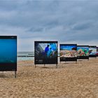 Umweltfotofestival „horizonte zingst 2019“!  