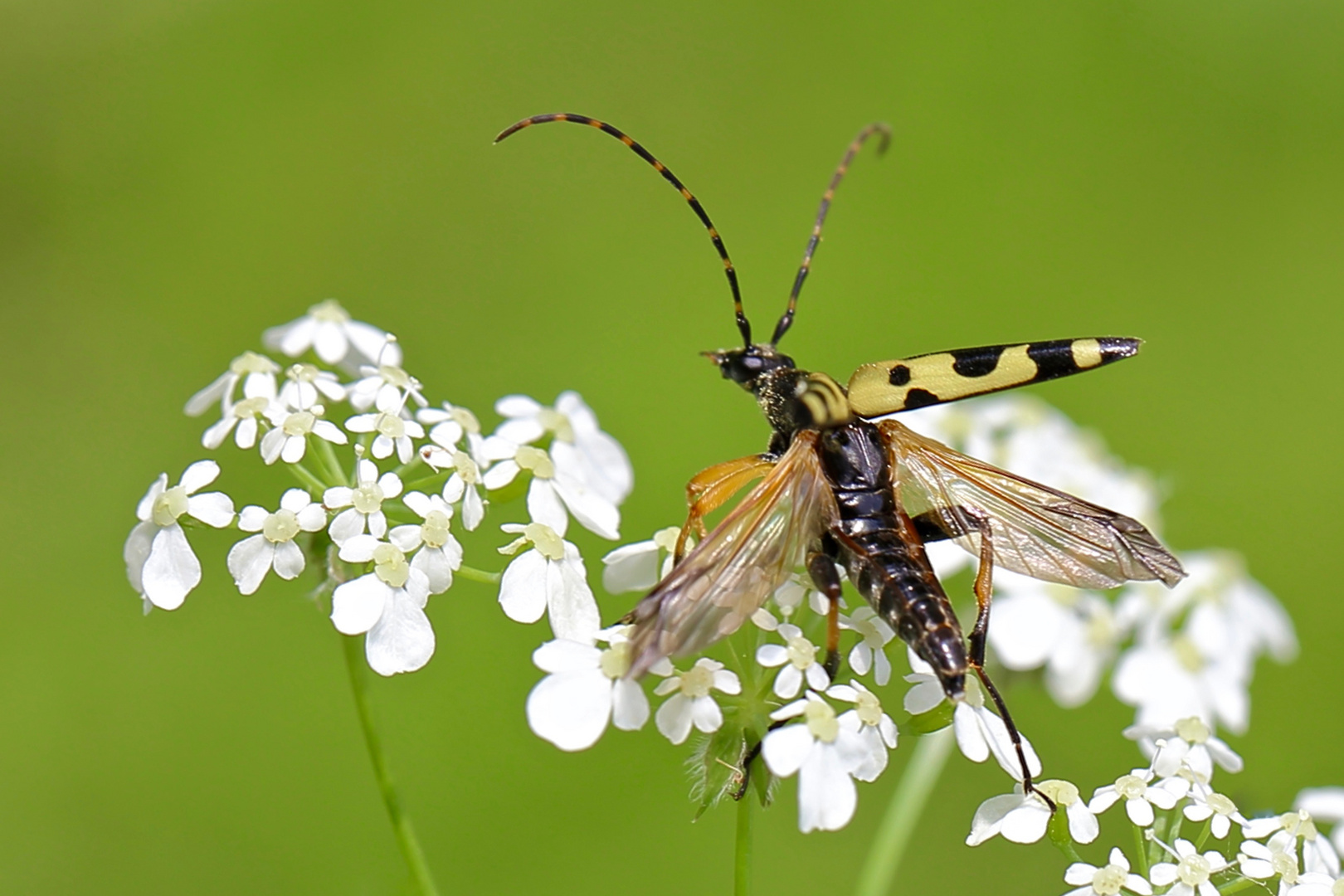 Umweltfreundlicher Flieger