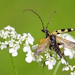 Umweltfreundlicher Flieger