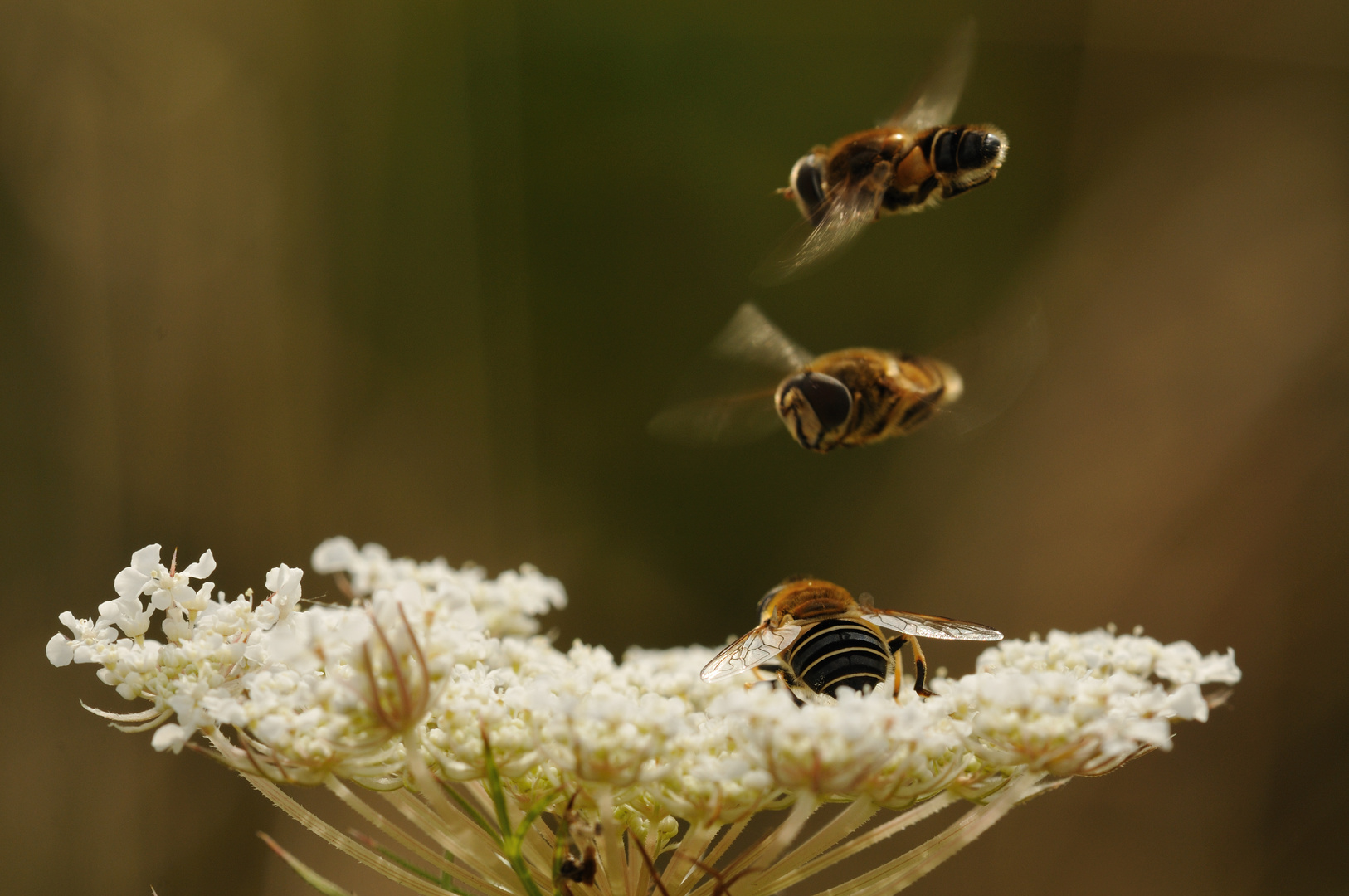 Umworbene Schwebfliegendame