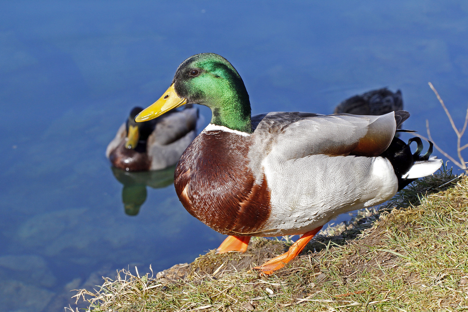 Umworbener Stockenten-Erpel