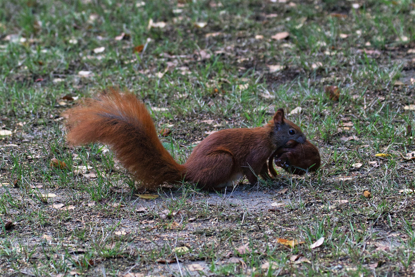 Umzug bei Familie Eichhörnchen