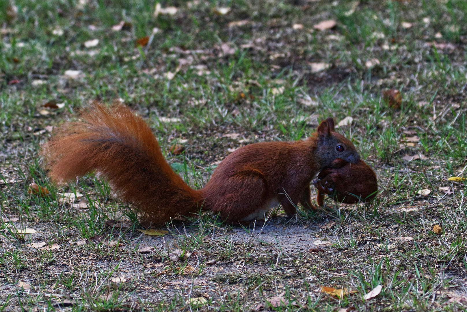 Umzug bei Familie Eichhörnchen