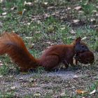 Umzug bei Familie Eichhörnchen