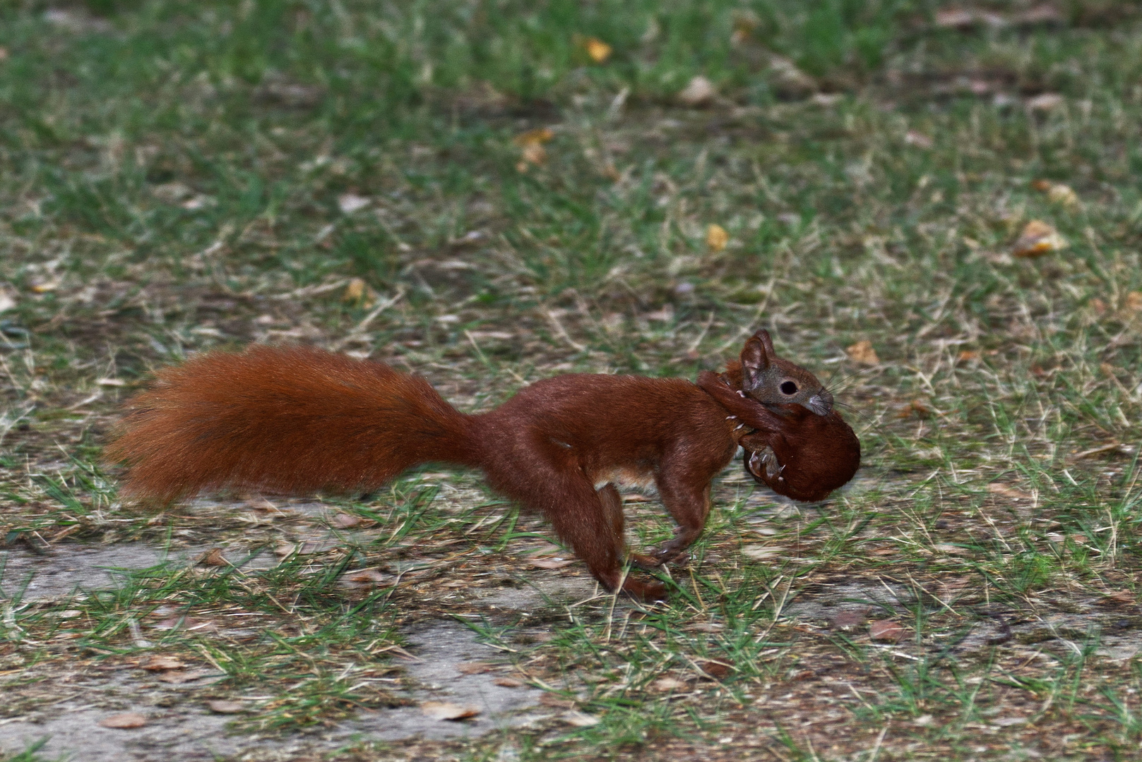 Umzug bei Familie Eichhörnchen