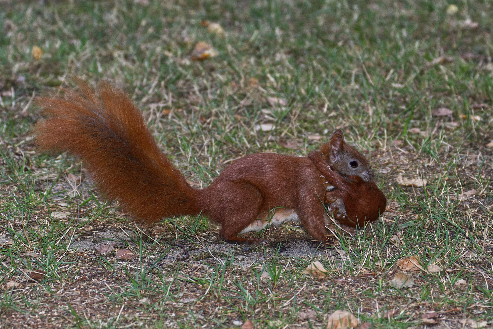 Umzug bei Familie Eichhörnchen