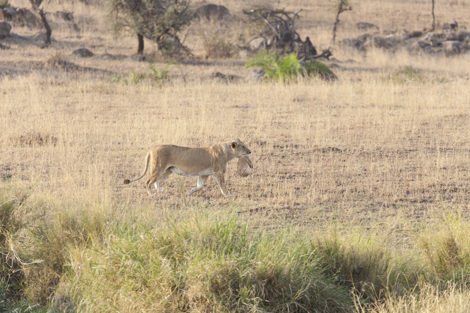 Umzug in der Serengeti