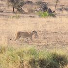 Umzug in der Serengeti