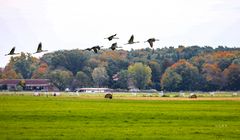 Umzug zur nächsten Wiese