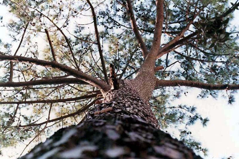 Un abbraccio naturale