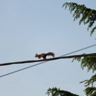 Un acrobate , un vrai !