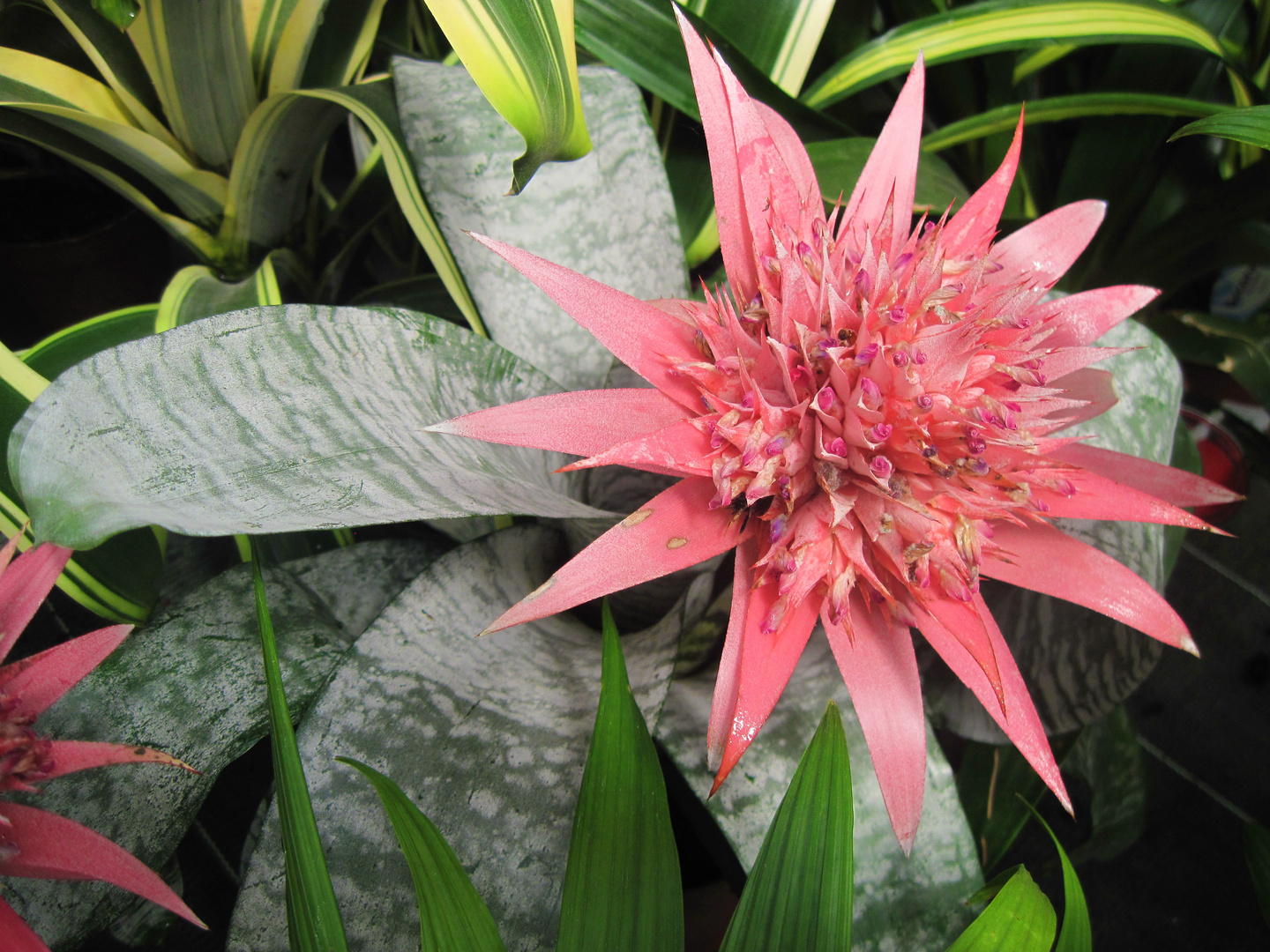 Un Aechmea Primera