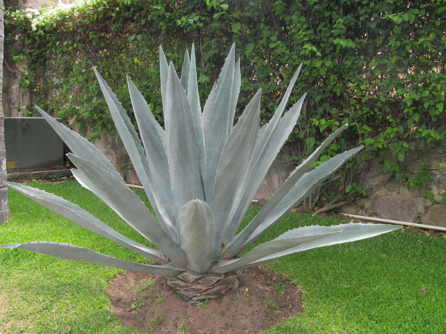 Un agave bleu