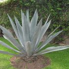 Un agave bleu