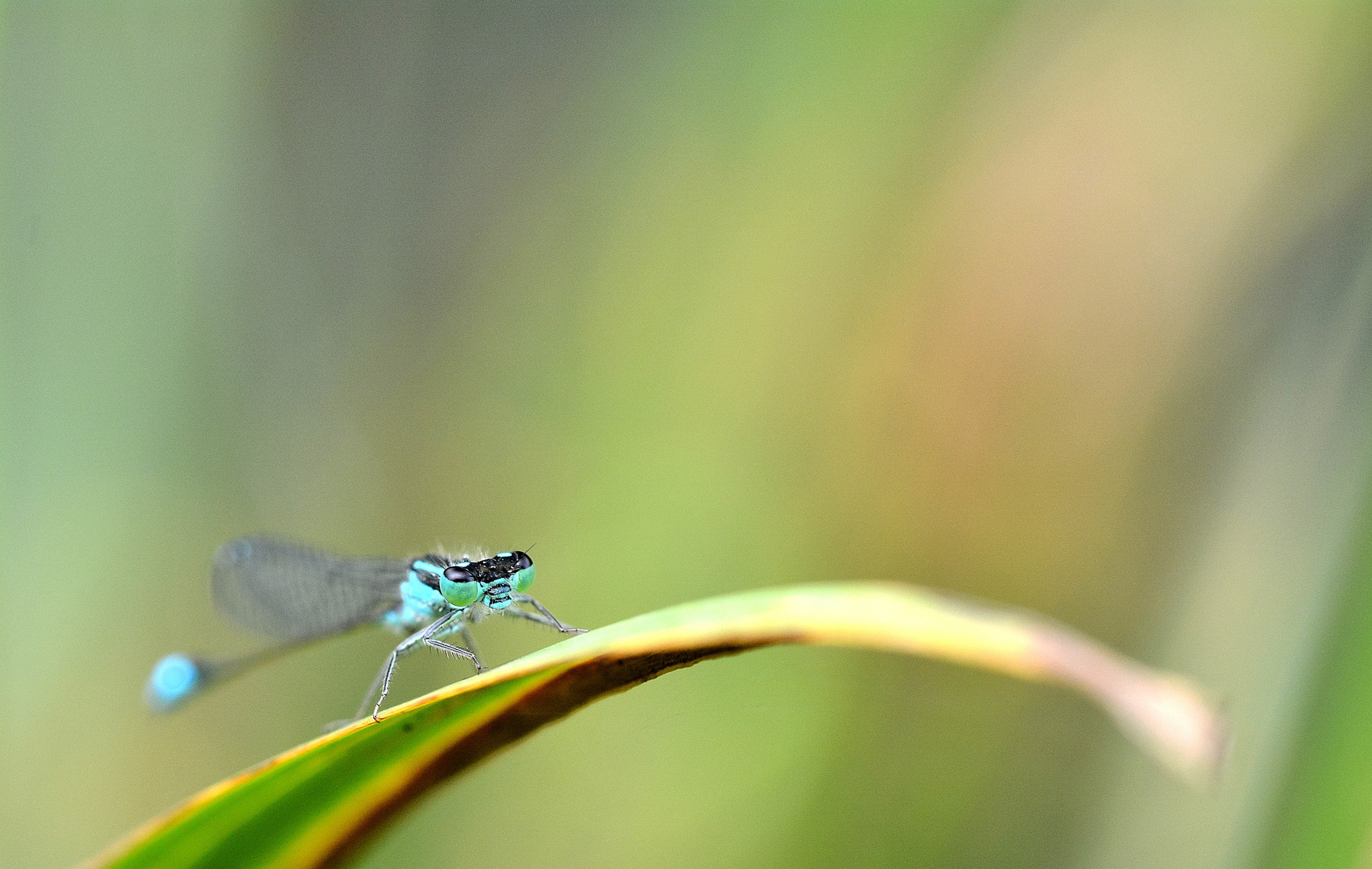 un agrion sous un l'arc en ciel