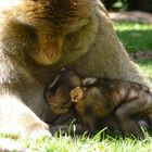 Un air de famille