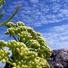 Un air de Mexique en Charente-Maritime.